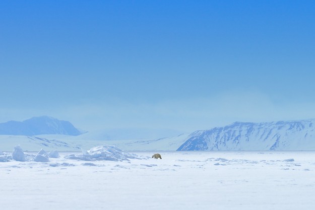 Arctic Canada Narwhal and Polar Bear Safari with Arctic Kingdom - North ...